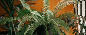 Indoor house plants improves and helps cool down in the heat